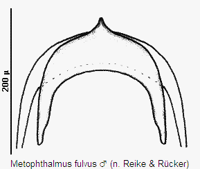 metophthalmus_fulvus_pyg.gif