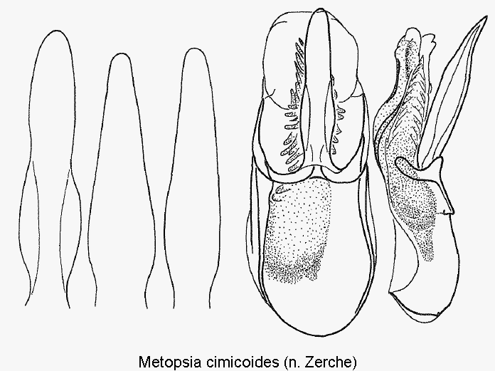 metopsia_cimicoides.gif