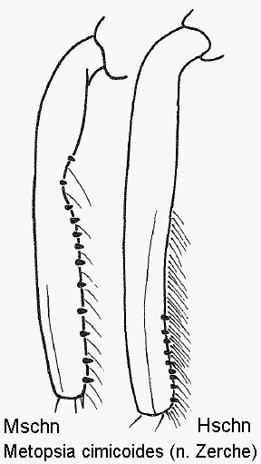 metopsia_cimicoides_mschn.gif