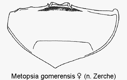 metopsia_gomerensis_w_ster.gif