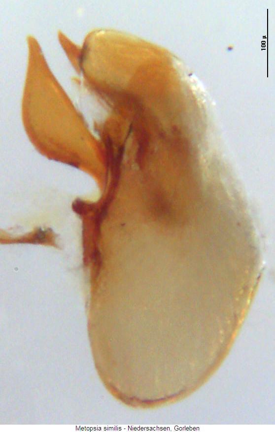 metopsia_similis.jpg