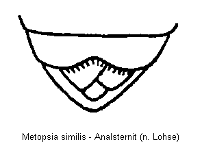 metopsia_similis_hlb.gif
