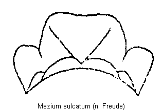 mezium_sulcatum_hsch.gif