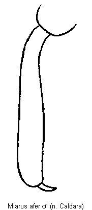 miarus_afer_vschn.gif