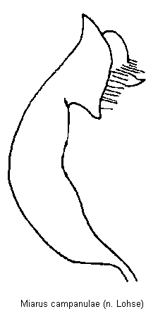 miarus_campanulae.gif