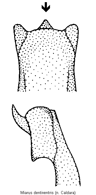 miarus_dentiventris.gif
