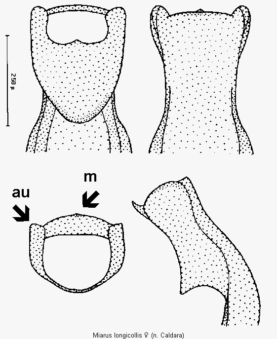 miarus_longicollis.gif