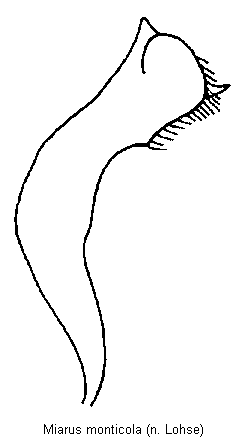 miarus_monticola.gif