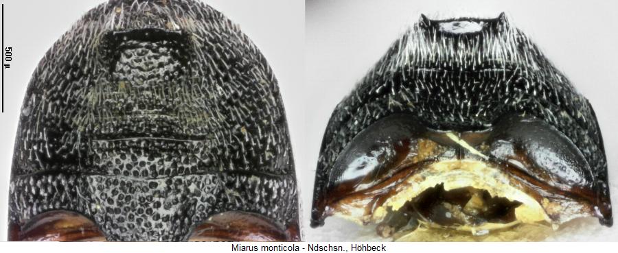 miarus_monticola_hlb.jpg