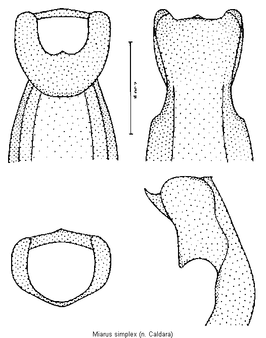 miarus_simplex.gif