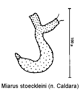 miarus_stoeckleini_sperm.gif