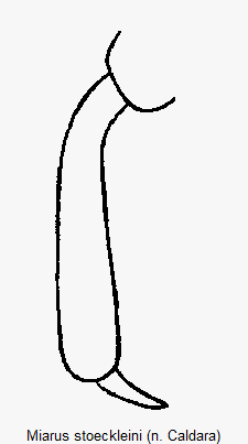 miarus_stoeckleini_vschn.gif
