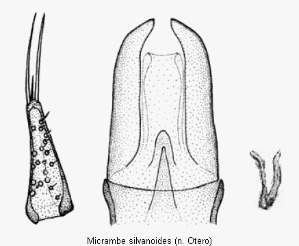 micrambe_silvanoides.gif
