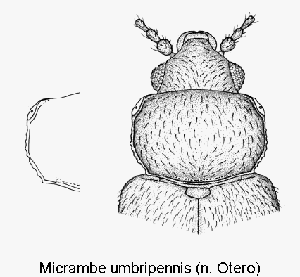 micrambe_umbripennis_vk.gif