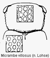 micrambe_villosus_vk.gif
