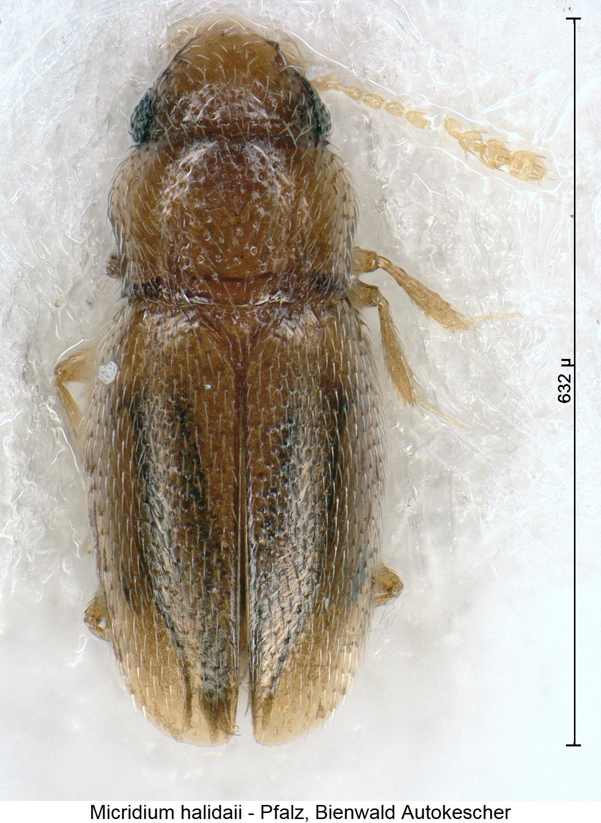 micridium_halidaii_hab1.jpg