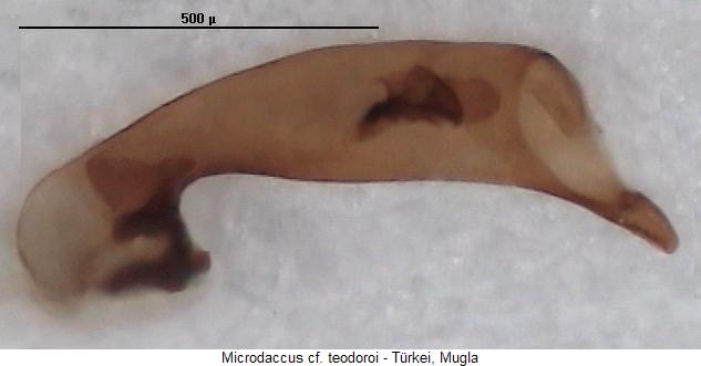 microdaccus_teodoroi.jpg