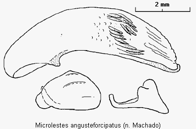 microlestes_angusteforcipatus.gif