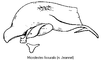 microlestes_fissuralis.gif