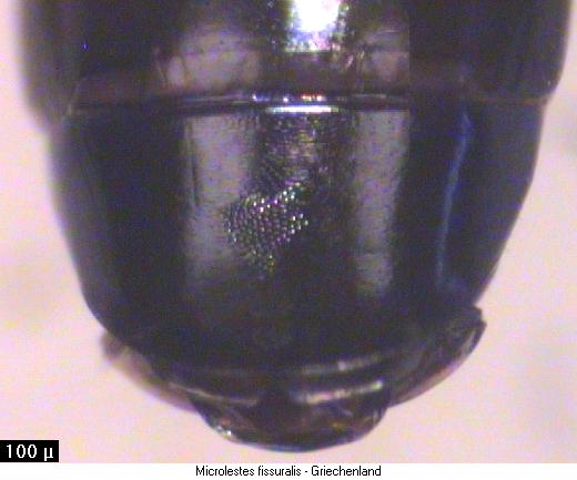 microlestes_fissuralis_as.jpg