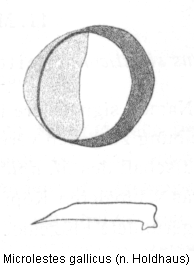 microlestes_gallicus_ar.gif