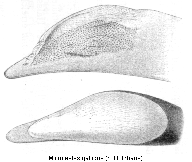 microlestes_gallicus_hh.gif