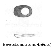 microlestes_maurus_ar.gif