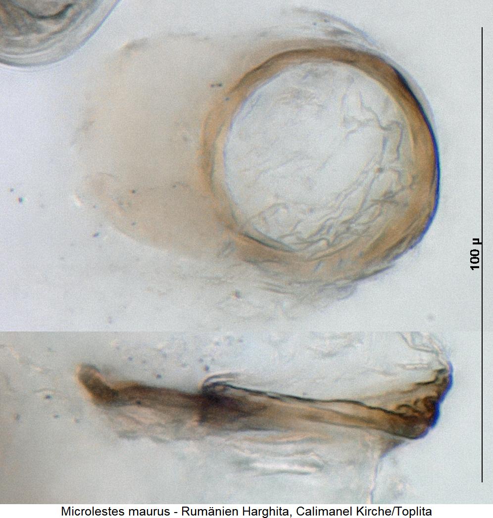 microlestes_maurus_fem.jpg