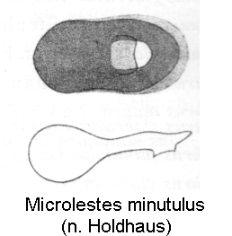 microlestes_minutulus_ar.gif