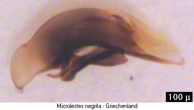 microlestes_negrita.jpg