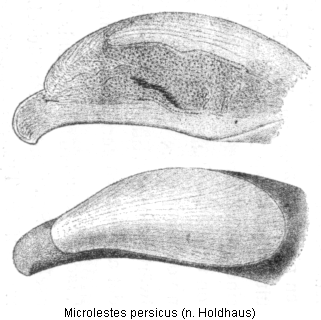 microlestes_persicus_hh.gif