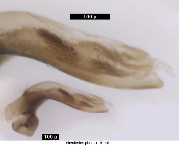 microlestes_phenax.jpg