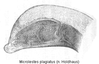 microlestes_plagiatus_hh.gif