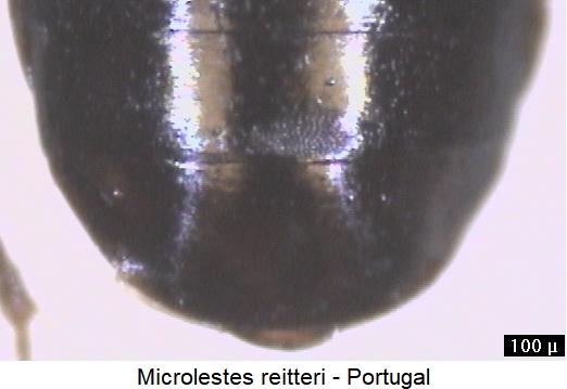 microlestes_reitteri_hlb.jpg