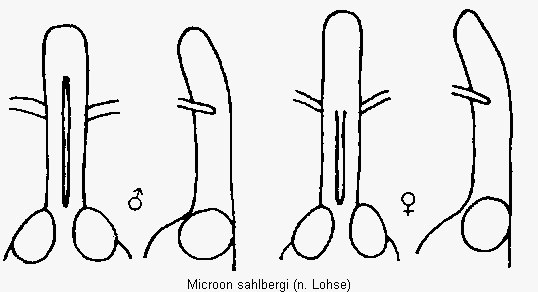 microon_sahlbergi_k.gif