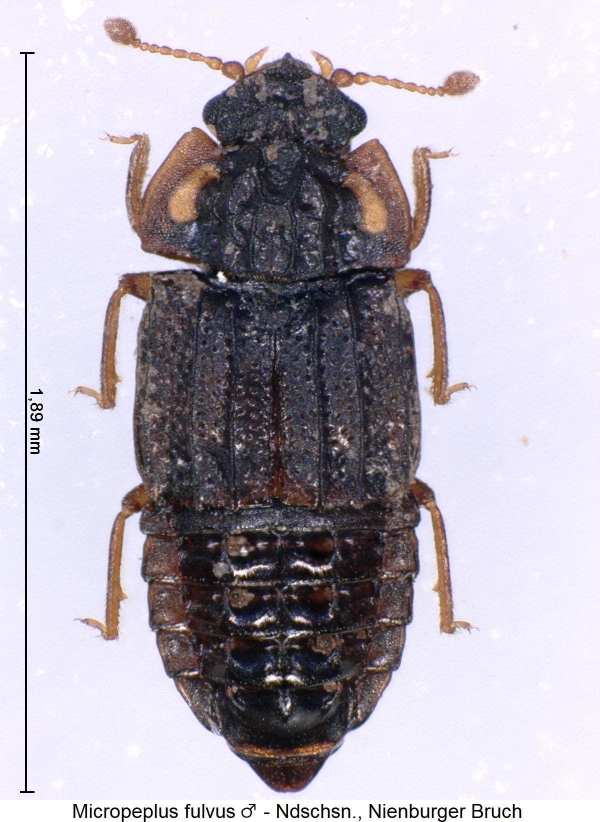 micropeplus_fulvus_m_hab.jpg