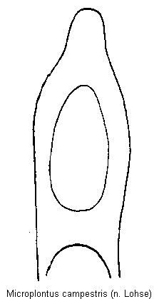 microplontus_campestris.gif