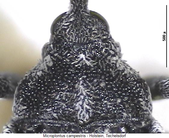 microplontus_campestris_hsch.jpg