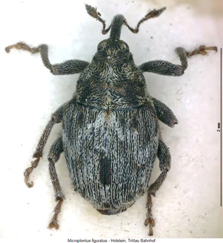 microplontus_figuratus_hab.jpg