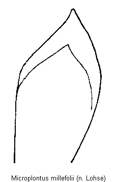 microplontus_millefolii.gif