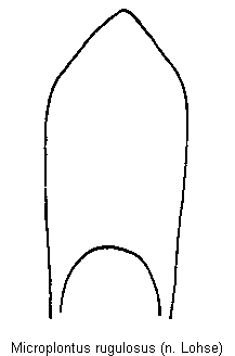 microplontus_rugulosus.gif