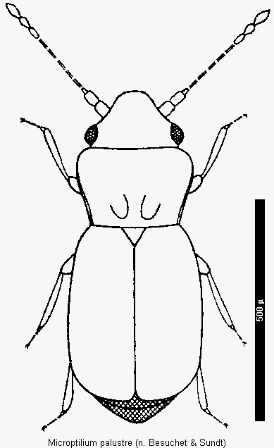 microptilium_palustre_hab.gif