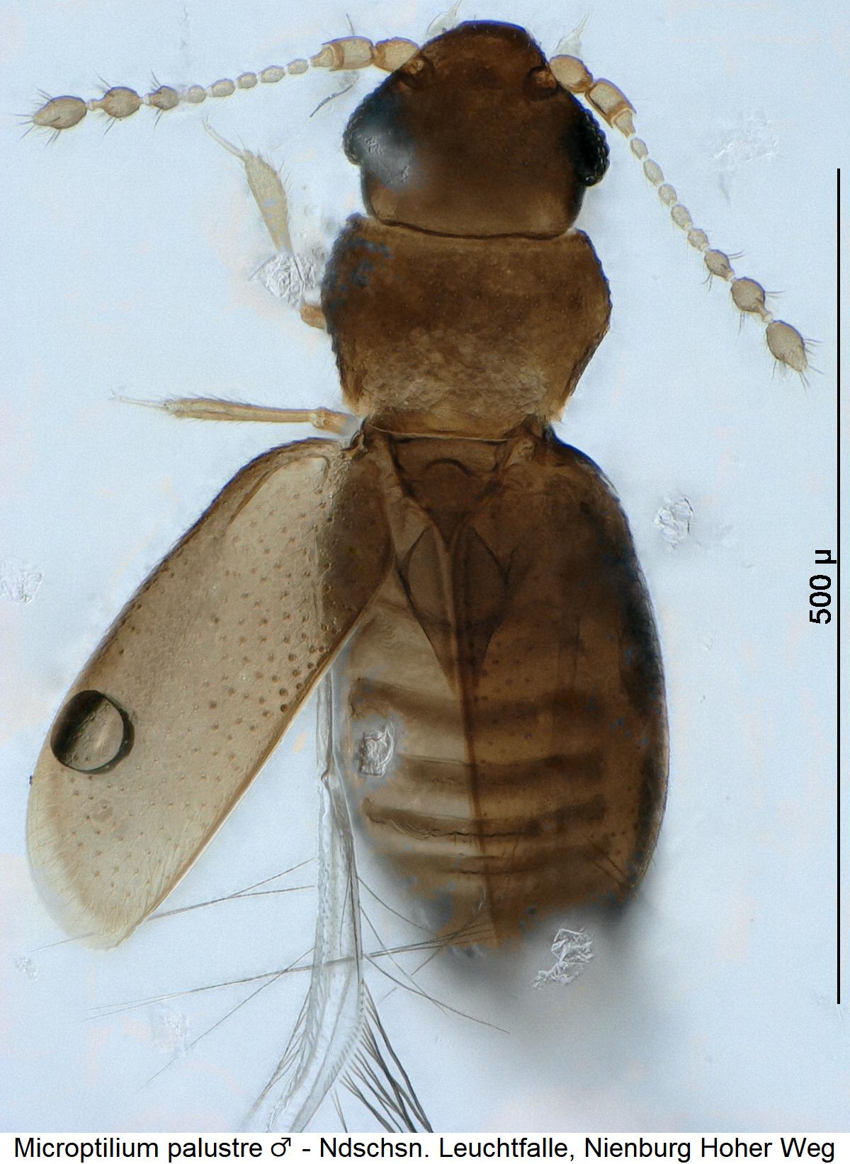 microptilium_palustre_m_os.jpg