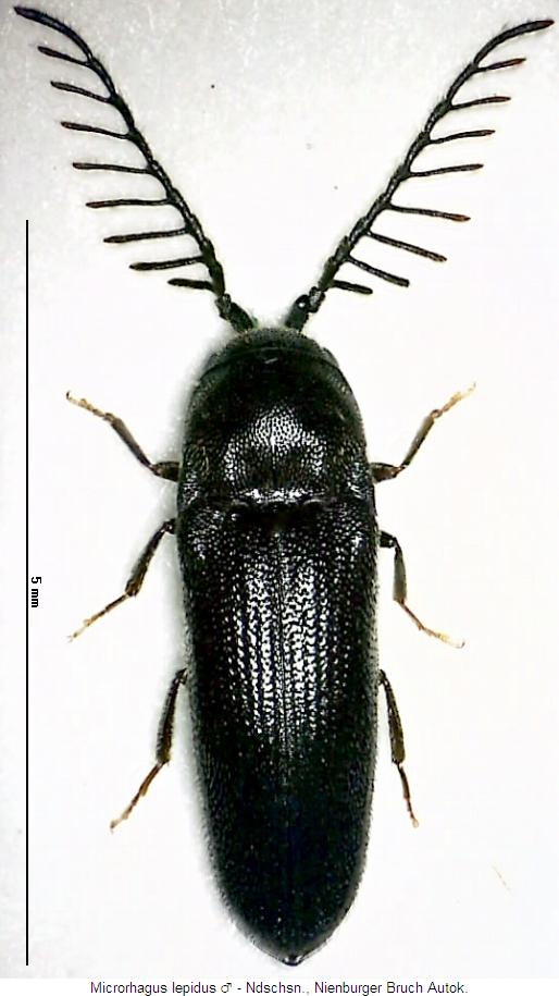 microrhagus_lepidus_m_hab.jpg