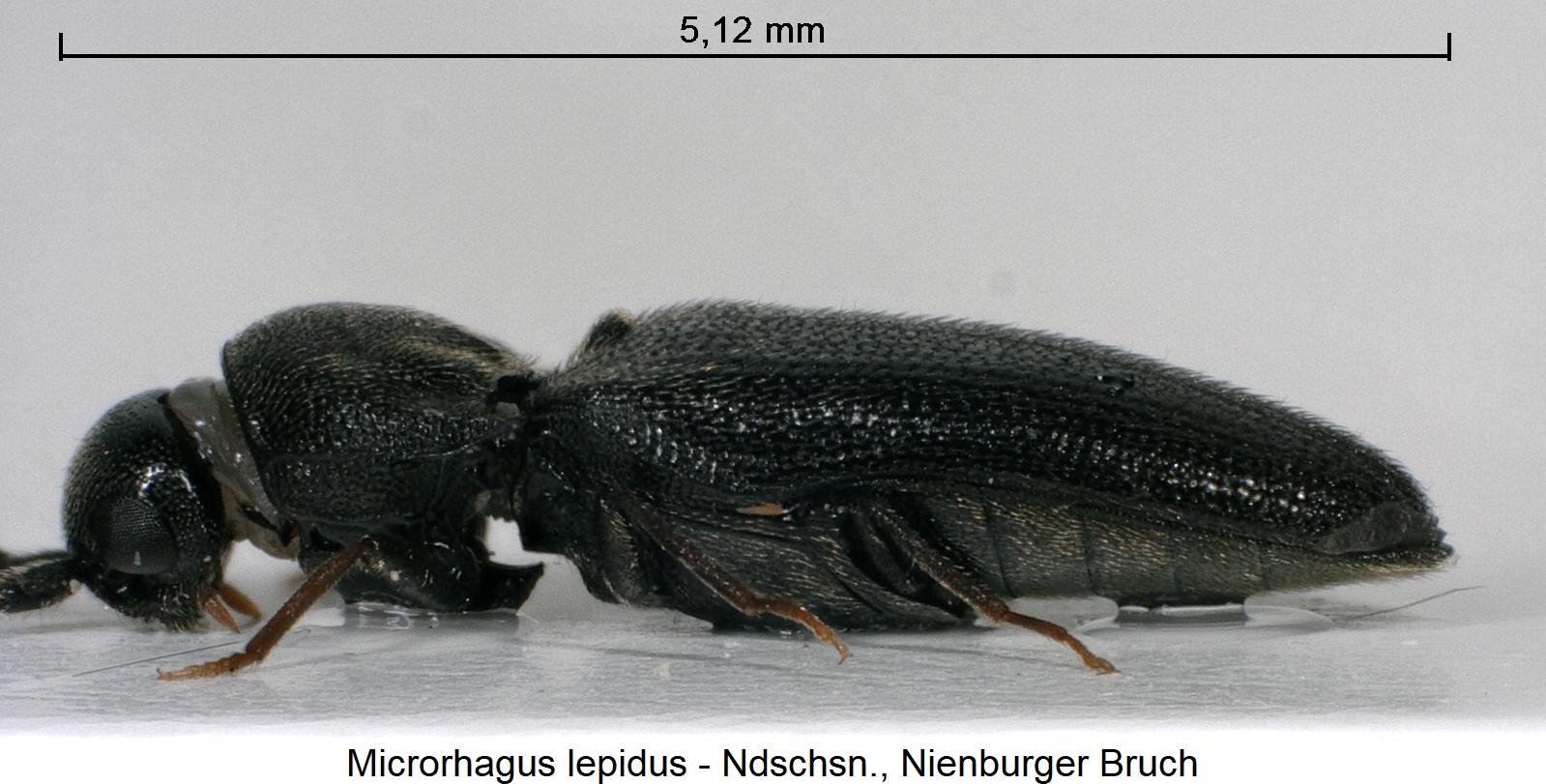 microrhagus_lepidus_sa.jpg