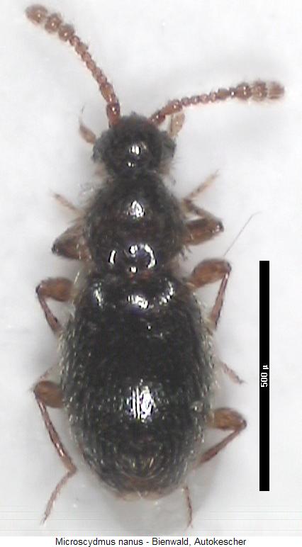 microscydmus_nanus_hab.jpg