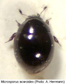 microsporus_acaroides_hab.jpg
