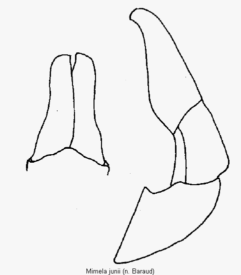 mimela_junii.gif