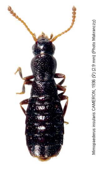 mimopaederus_insularis_hab.jpg