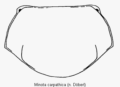 minota_carpathica_hsch.gif